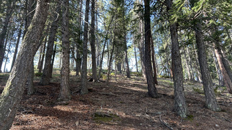 Enlarge photo 81