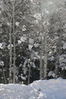 Enlarge photo 50
