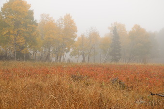 Enlarge photo 153