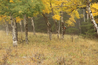 Enlarge photo 155