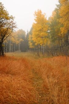 Enlarge photo 169