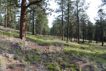 Enlarge photo 62