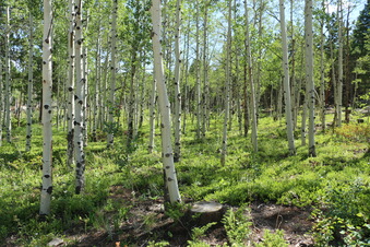 Enlarge photo 5