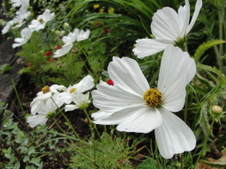 Summer 2010_Dad's 70th