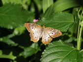 Enlarge photo 25
