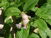 Enlarge photo 26
