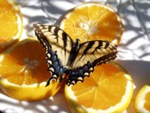 Enlarge photo 27
