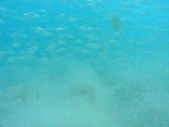 Enlarge photo 175