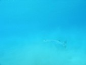 Enlarge photo 179