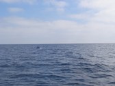dana point marlin