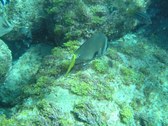 Enlarge photo 46