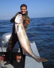 Halibut, Seabass and Dolphins