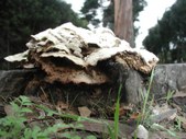 Mushrooms