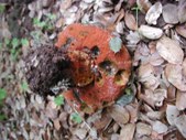 Enlarge photo 10