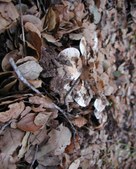 Enlarge photo 17
