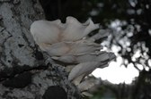 oyster mushrooms?