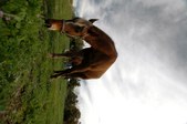 Enlarge photo 42
