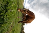 Enlarge photo 44