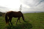 Enlarge photo 47