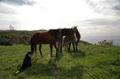 Enlarge photo 102