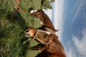 Enlarge photo 168