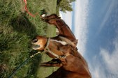 Enlarge photo 169