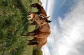 Enlarge photo 174