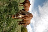 Enlarge photo 175