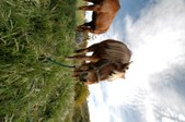 Enlarge photo 176