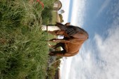 Enlarge photo 177
