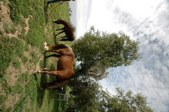 Enlarge photo 198