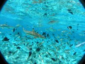 Enlarge photo 34