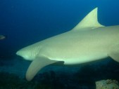 Diving with BIG Lemon Sharks