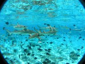 Diving with Sharks and Rays