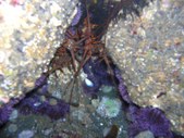 thanksgiving lobster
