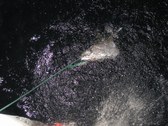 Enlarge photo 43