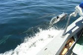Enlarge photo 69