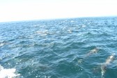 Enlarge photo 80
