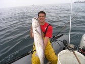 white sea bass