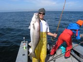 White Seabass and Dolphins