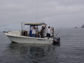 yellowtail