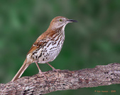 Hawks Ridge Images by Ken Hanson