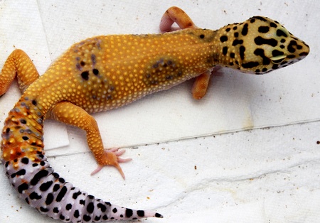 Another Hatchling Leopard Gecko