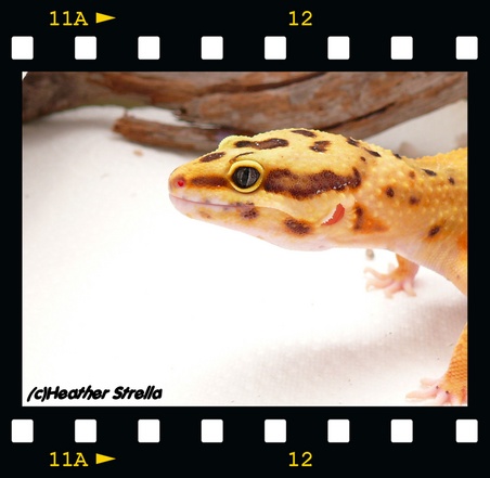 Enlarge photo 26