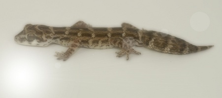 Enlarge photo 51