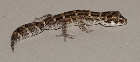 Enlarge photo 19