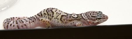 Enlarge photo 4
