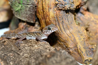 Enlarge photo 12