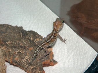 Enlarge photo 3