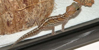Enlarge photo 4